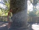 Alison beside a large, old kauri tree trunk